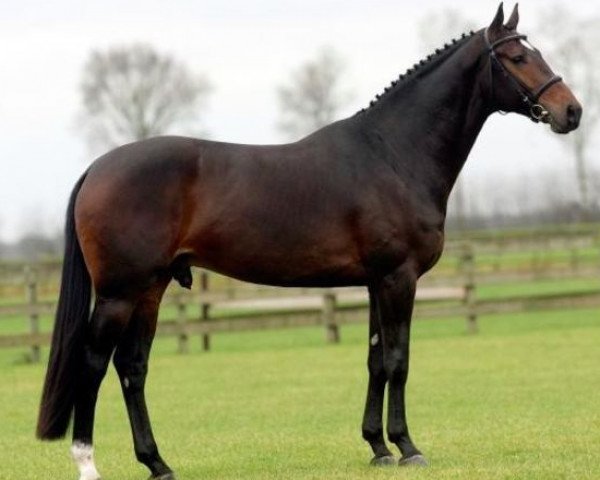 stallion Veneur (Dutch Warmblood, 2002, from Indoctro)