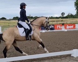 stallion Pintados Herzbeben (German Riding Pony, 2019, from Herzkönig NRW)