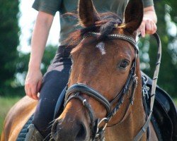 jumper Kleo As (Little German Riding Horse, 2016, from Kid)