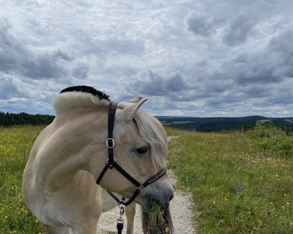 horse Sigune (Fjord Horse, 2001)