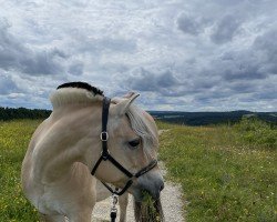 Pferd Sigune (Fjordpferd, 2001)