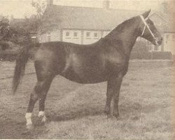 broodmare Amorka NWP 30998 (Groningen, 1955, from Regent)