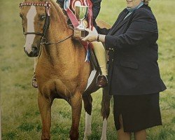 horse Thimbleby Georgina (British Riding Pony, 1992, from Lechlade Quince)