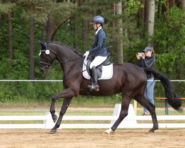 broodmare Happy Wilma (German Sport Horse, 2020, from Fürst Wilhelm)