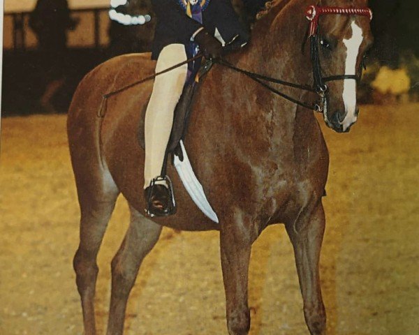 Pferd Beckside Touch Of Gold (New-Forest-Pony, 1994, von Lechlade Quince)