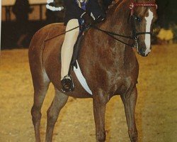 horse Beckside Touch Of Gold (New Forest Pony, 1994, from Lechlade Quince)