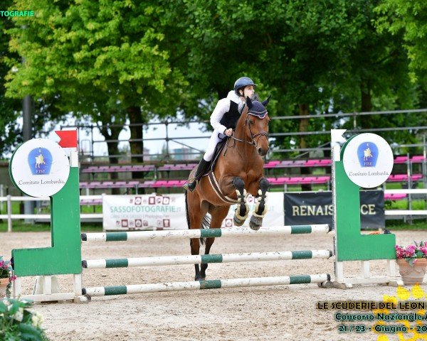 Springpferd Cormino (Holsteiner, 2018, von Cornetino 231 FIN)