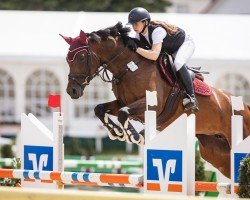 jumper Cara Jolie SL (Oldenburg, 2017, from Cachassini)