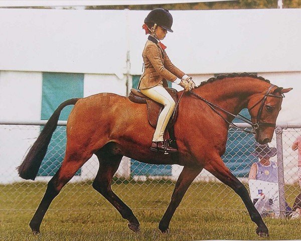 Pferd Yealand Breeze (British Riding Pony, 2001, von Botingelle Swan Song)