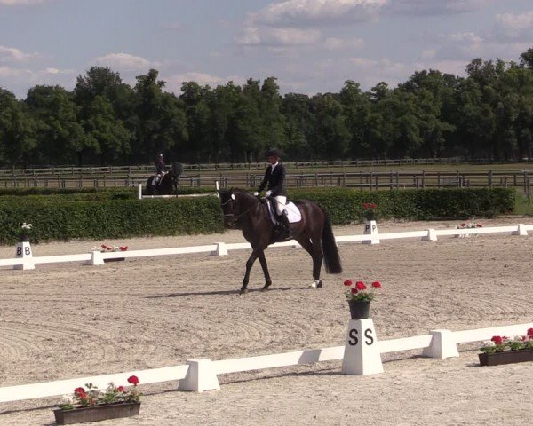 Reitturnier Neustadt/Dosse 2024