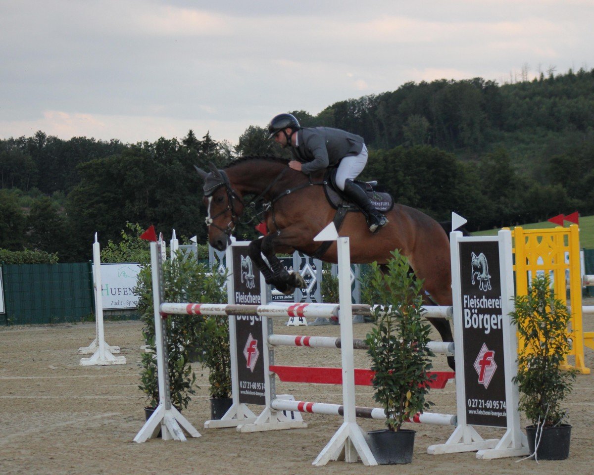 jumper Quando 71 (Holsteiner, 2017, from Quibery 3)