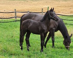 Springpferd Stute von Dembelé L / Christiano (Westfale, 2021, von Dembelé L)