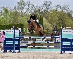 broodmare Admirée (German Sport Horse, 2010, from Accusé)