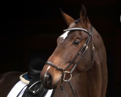 horse Flambeau (Trakehner, 2016, from Kentucky)