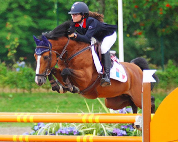 jumper Quabar des Monceaux (French Pony, 2004, from Nabor)
