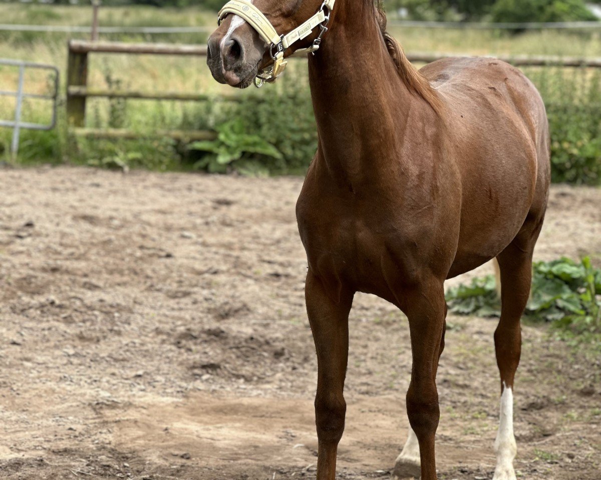 Springpferd Mr. Schröder (Deutsches Reitpony, 2023, von Mariano)