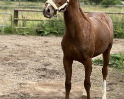 horse Mr. Schröder (Deutsches Reitpony, 2023, from Mariano)