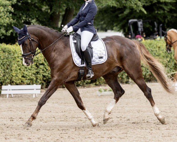 dressage horse Quantissimo de Capri (Hanoverian, 2017, from Quantensprung 3)