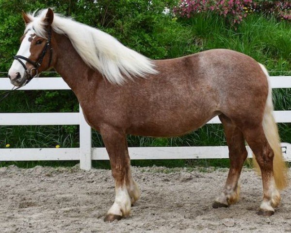 horse Rana (Black Forest Horse, 2020, from Ramstein)