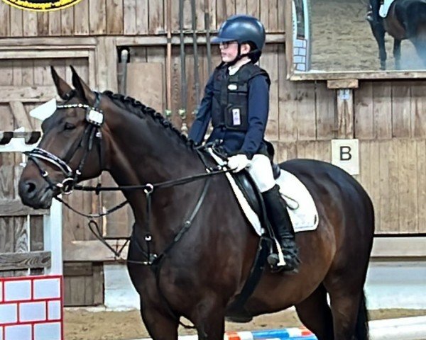 jumper Sam 1061 (Hanoverian, 2011, from Satisfaction FRH)