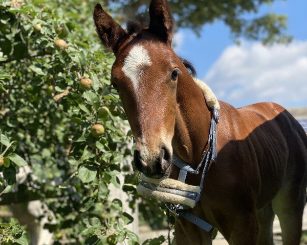 foal by Amazing Grace (German Sport Horse, 2024, from Vigaro)