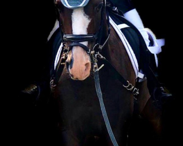 dressage horse Rio Negro 43 (German Riding Pony, 2009, from Renoir)