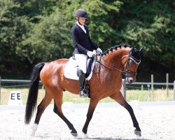 dressage horse Semper Fi 12 (German Sport Horse, 2015, from Scuderia)