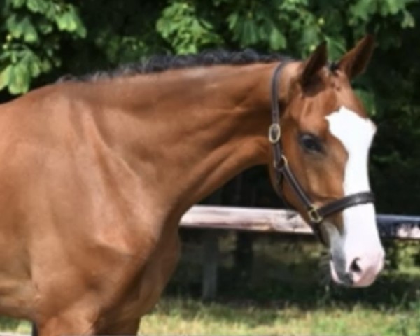 jumper Zolanda 3 (Oldenburg show jumper, 2020)