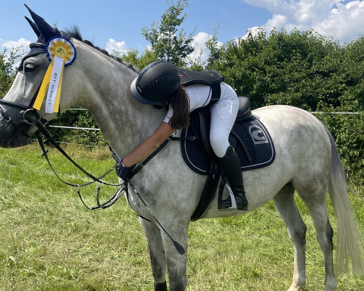 broodmare Assia 36 (Holsteiner, 2016, from Askari)