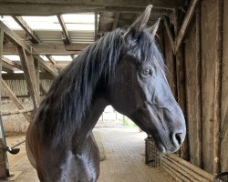 horse Summer Rain 2 (Trakehner, 2005, from Shirkan)