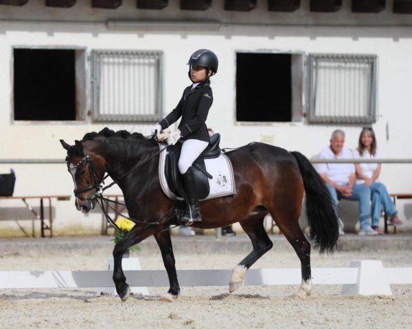 Dressurpferd Brennabor Melody (Welsh Mountain Pony (Sek.A), 2007, von Flower Midnight)