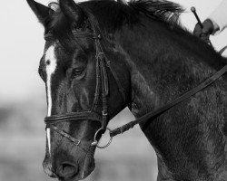 horse Phoenix 106 (Westphalian, 1995, from Potsdam)