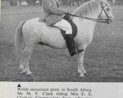 Pferd Gredington Ifan (Welsh Mountain Pony (Sek.A), 1954, von Coed Coch Madog)