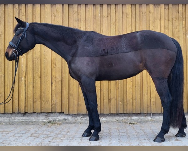 dressage horse Quäntchen Glück 28 (Hanoverian, 2020, from Dantano)