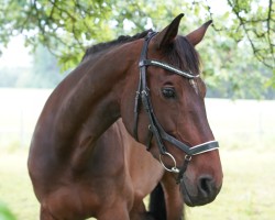 dressage horse La Cazadora (Holsteiner, 2012, from Leonce)