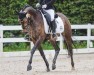 dressage horse Call Me Panda (German Riding Pony, 2020, from Top Champion)