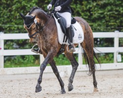 Dressurpferd Call Me Panda (Deutsches Reitpony, 2020, von Top Champion)