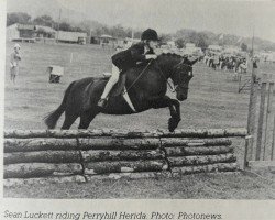 horse Perrymill Herida (Welsh-Pony (Section B), 1971, from Ardgrange Heritage)