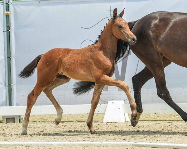 Fohlen von Stute von For Gold / Dante Weltino (Westfale, 2024, von For Gold OLD)