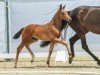 foal by Stute von For Gold / Dante Weltino (Westphalian, 2024, from For Gold OLD)