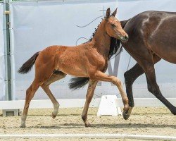 foal by Stute von For Gold / Dante Weltino (Westphalian, 2024, from For Gold OLD)