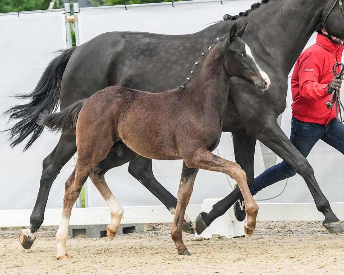Dressurpferd Tainted Love (Westfale, 2024, von Total Hope OLD)