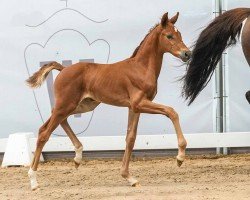 foal by Best Destiny (Westphalian, 2024, from Bon Esprit)