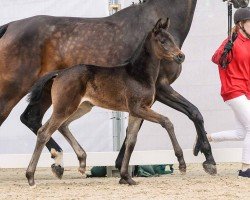 foal by Fürstin Dimaggiolina (Westphalian, 2024, from Fürstenball)