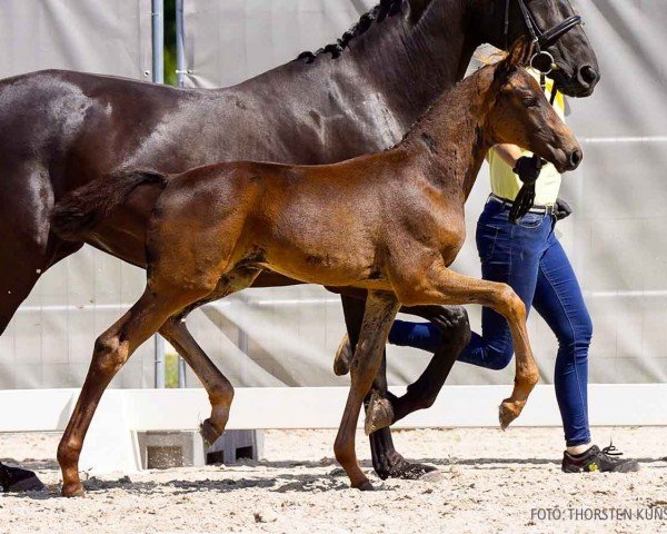 foal by Estefhan (Hanoverian, 2024, from Escanto PS OLD)