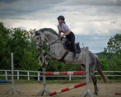 broodmare Louna (Holsteiner, 2014, from Cayado 3)