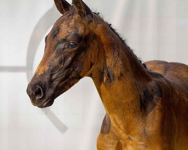 foal by Fantastic Dance (Hanoverian, 2024, from For Dance)