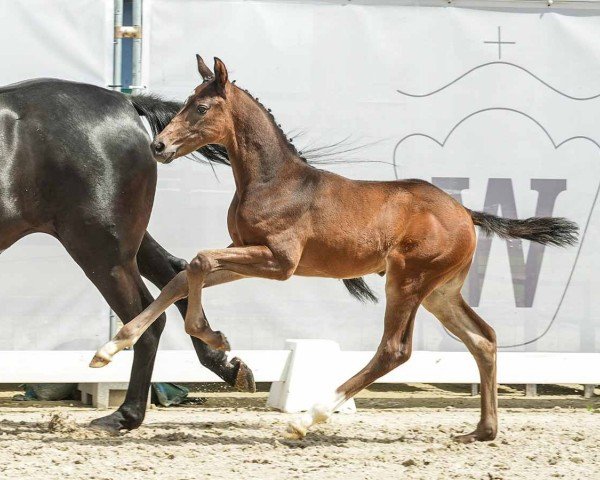 foal by Petit Prince (Westphalian, 2024, from Pride)