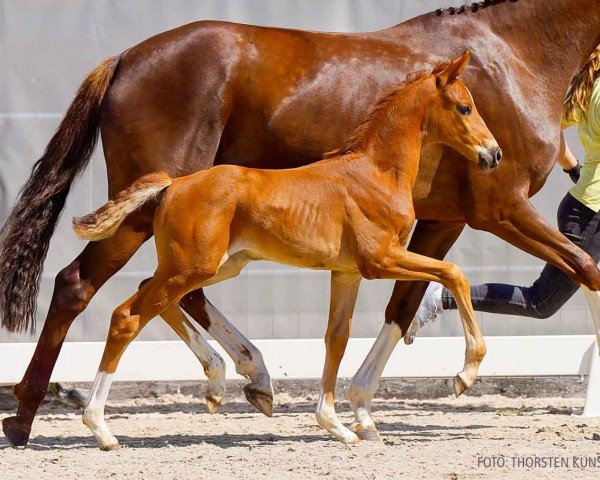 foal by Vera (Hanoverian, 2024, from Von und Zu)