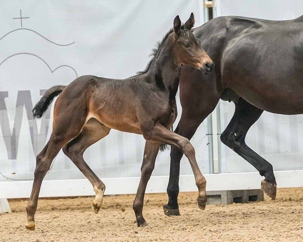 foal by Dancing Queen (Westphalian, 2024, from Diamantenglanz)